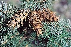 Seeds douglas fir for sale  Delivered anywhere in USA 