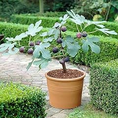Tristar plants chicago for sale  Delivered anywhere in USA 