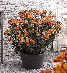 Alstroemeria hardy perennial for sale  Delivered anywhere in UK