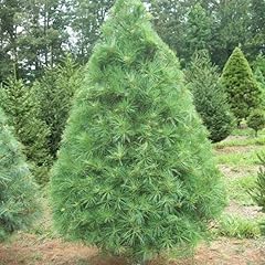 Eastern white pine for sale  Delivered anywhere in USA 