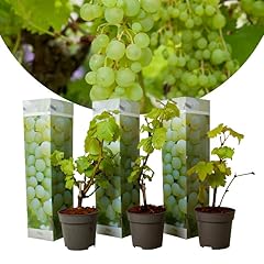 Vitis vinifera chardonnay gebraucht kaufen  Wird an jeden Ort in Deutschland