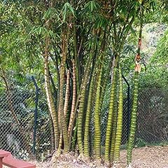 Semi bambù maculati usato  Spedito ovunque in Italia 