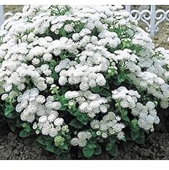 Buy4seeds 300 floss for sale  Delivered anywhere in UK