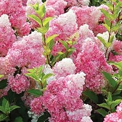 Vanilla strawberry hydrangea for sale  Delivered anywhere in USA 