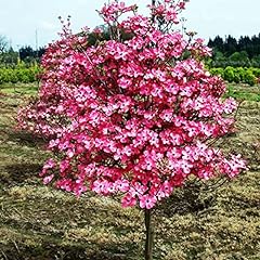 Dogwood pink tree for sale  Delivered anywhere in USA 