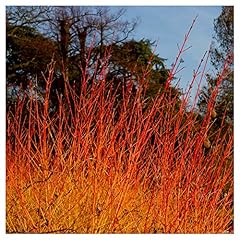 Cornus sanguinea winter for sale  Delivered anywhere in Ireland