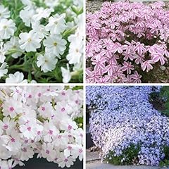 1000 creeping phlox for sale  Delivered anywhere in USA 