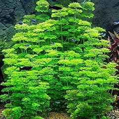 Live aquarium plant for sale  Delivered anywhere in UK
