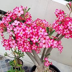 Pink desert rose for sale  Delivered anywhere in USA 