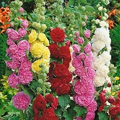 Hollyhock chaters mix for sale  Delivered anywhere in UK