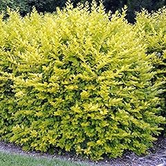 Gold privet hedging for sale  Delivered anywhere in UK