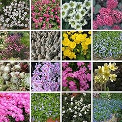 Nurseryman choice alpine for sale  Delivered anywhere in UK