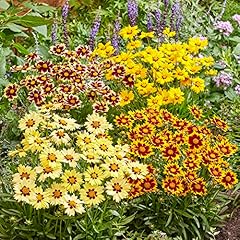 Coreopsis solar collection for sale  Delivered anywhere in UK