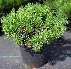 Evergreen dwarf mountain for sale  Delivered anywhere in UK