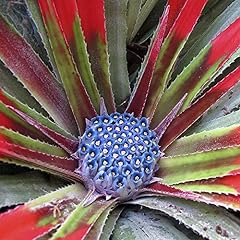 Pair hardy fascicularia for sale  Delivered anywhere in UK