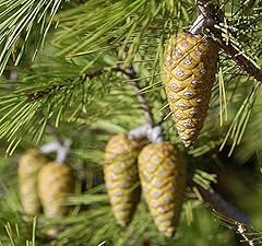 Pinus halepensis tree for sale  Delivered anywhere in USA 