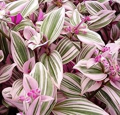 Spiderwort tradescandia rainbo for sale  Delivered anywhere in USA 