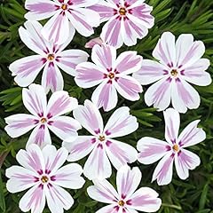 Phlox plug plants. for sale  Delivered anywhere in Ireland