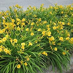 Stella oro daylilies for sale  Delivered anywhere in USA 