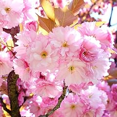 Kwanzan cherry blossom for sale  Delivered anywhere in USA 