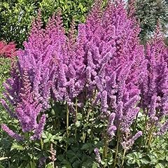 Astilbe black pearls for sale  Delivered anywhere in UK