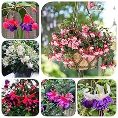 300 stücke fuchsien gebraucht kaufen  Wird an jeden Ort in Deutschland