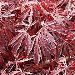Red dragon japanese for sale  Delivered anywhere in USA 