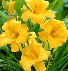 Golden yellow stella for sale  Delivered anywhere in USA 