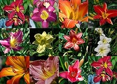 Mixed colors daylily for sale  Delivered anywhere in USA 