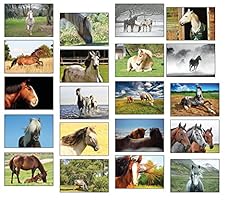 Horse postcards different for sale  Delivered anywhere in UK