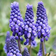 Blue grape hyacinth for sale  Delivered anywhere in USA 