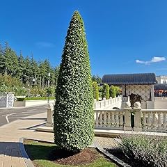 Hornbeam fastigiata 5ft for sale  Delivered anywhere in UK