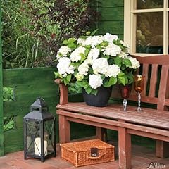 Hortensie endless summer gebraucht kaufen  Wird an jeden Ort in Deutschland