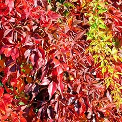 Virginia creeper quick for sale  Delivered anywhere in UK