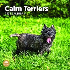 2025 cairn terriers for sale  Delivered anywhere in USA 