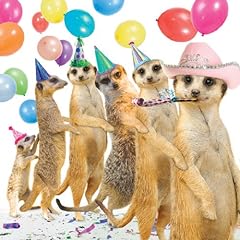 Meerkats conga birthday for sale  Delivered anywhere in UK