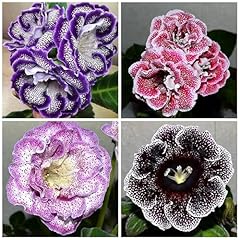 1000 mixed gloxinia for sale  Delivered anywhere in USA 
