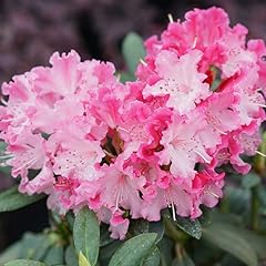 Azalea plants live for sale  Delivered anywhere in USA 
