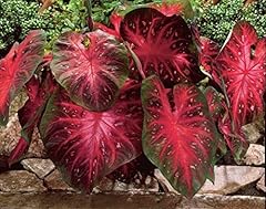 Caladium red flash for sale  Delivered anywhere in USA 