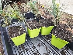 Southwestern white pine for sale  Delivered anywhere in USA 