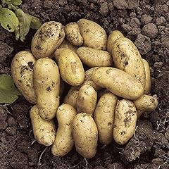 Garden seed potato for sale  Delivered anywhere in UK