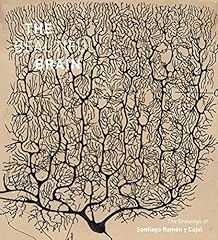 The beautiful brain d'occasion  Livré partout en Belgiqu