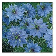 Nigella damascena miss for sale  Delivered anywhere in UK