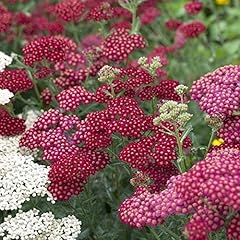 Garten schaf garbe gebraucht kaufen  Wird an jeden Ort in Deutschland