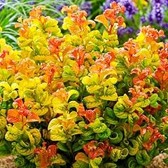 Leucothoe axillaris elegante usato  Spedito ovunque in Italia 