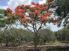 Generic royal poinciana for sale  Delivered anywhere in USA 