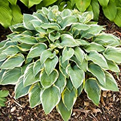 Hosta first frost for sale  Delivered anywhere in UK