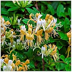 Wild honeysuckle lonicera for sale  Delivered anywhere in UK