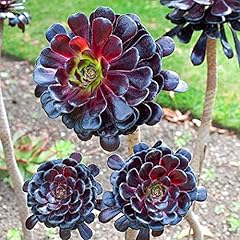 Rare aeonium arboreum d'occasion  Livré partout en France