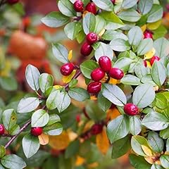 Cotoneaster divaricatus shrub for sale  Delivered anywhere in USA 